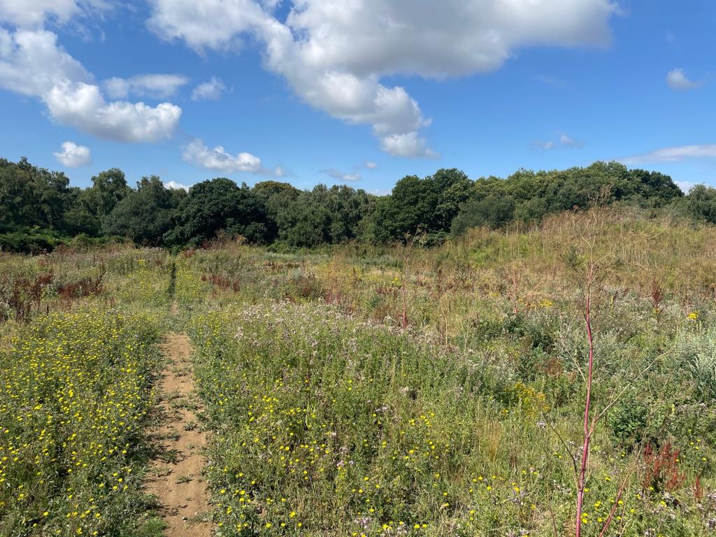 Lot: 134 - OVER 16 ACRES OF LAND INCORPORATING WOODLAND - General view of the site